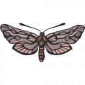 Butterfly Light Iron On Stickers (Heat Transfers) version 14