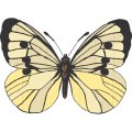 Butterfly Light Iron On Stickers (Heat Transfers) version 7