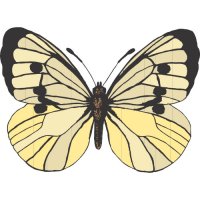 Butterfly Light Iron On Stickers (Heat Transfers) version 7