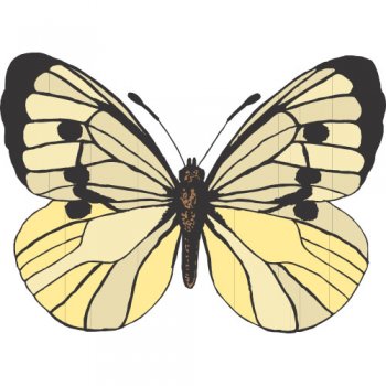 Butterfly Light Iron On Stickers (Heat Transfers) version 7