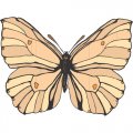 Butterfly Light Iron On Stickers (Heat Transfers) version 10