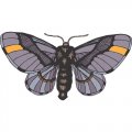 Butterfly Light Iron On Stickers (Heat Transfers) version 13