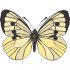 Butterfly Light Iron On Stickers (Heat Transfers) version 7