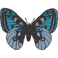 Butterfly Light Iron On Stickers (Heat Transfers) version 15